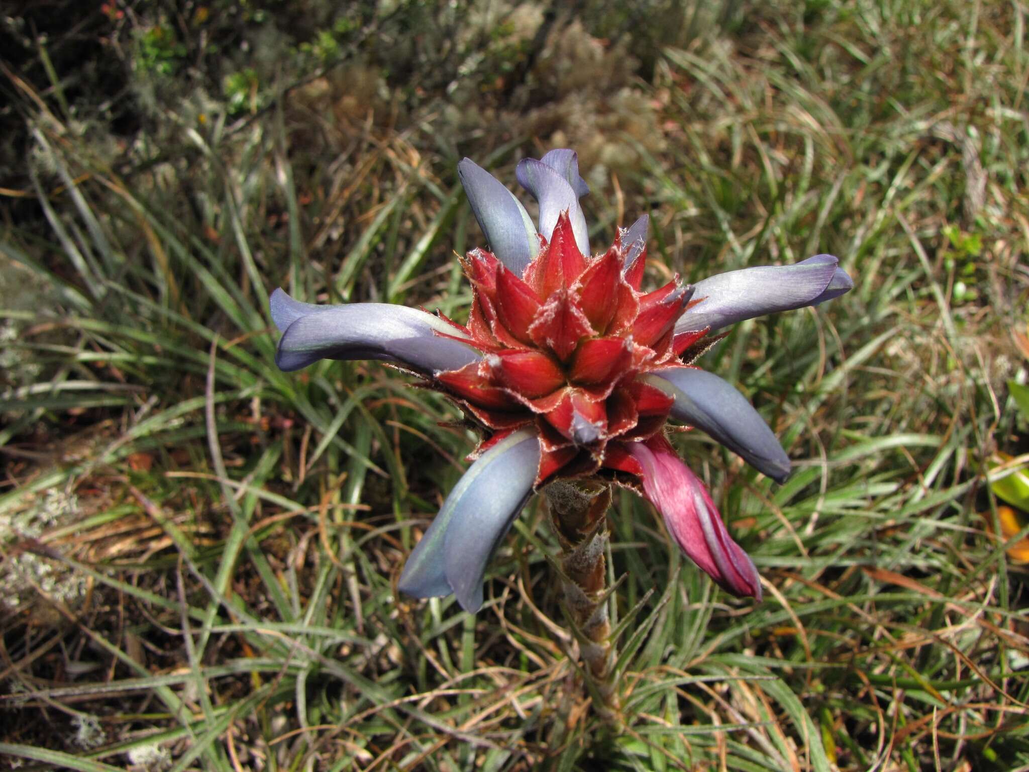 Image of Puya eryngioides André