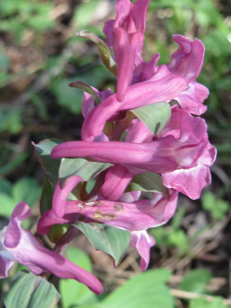 Слика од Corydalis cava (L.) Schweigger & Koerte