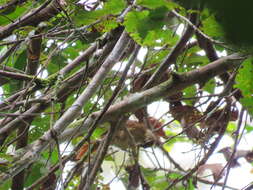 Image of Speckled Spinetail