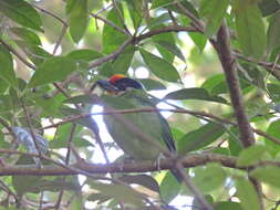 Image of Golden-throated Barbet