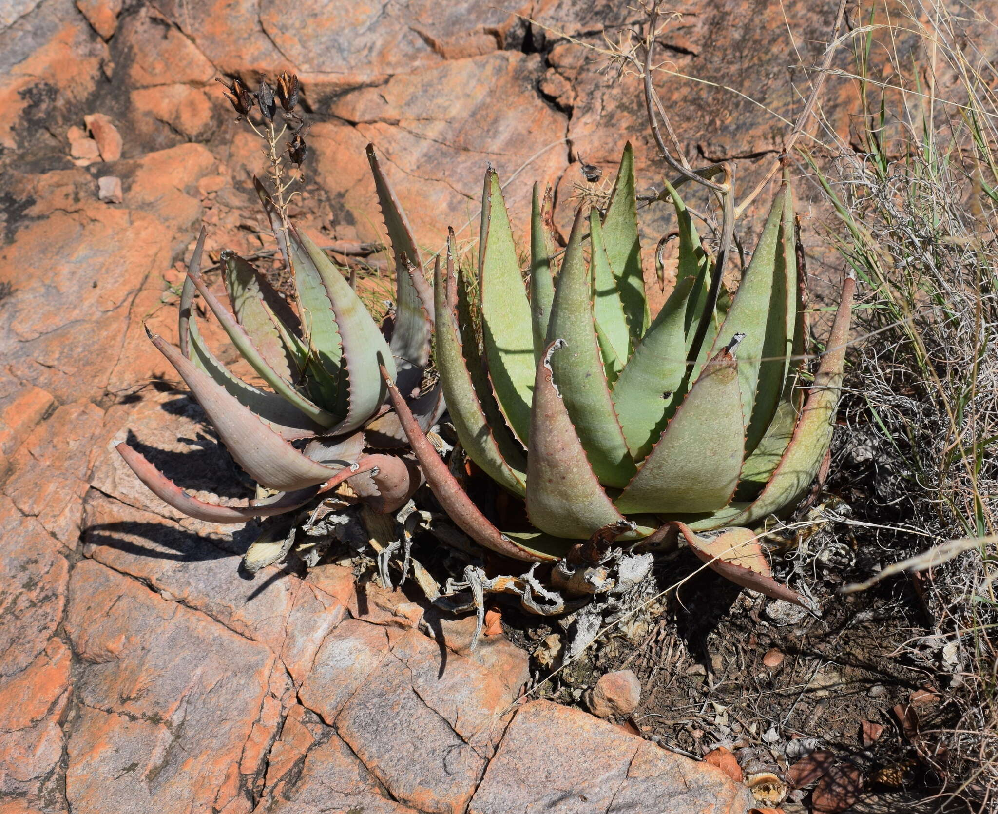 Слика од Aloe chabaudii var. chabaudii