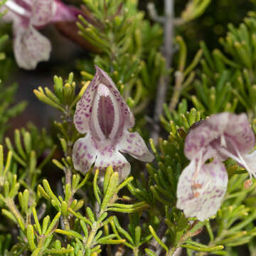 Image of Prostanthera florifera B. J. Conn