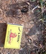 Image of Sandy Horned Baboon Tarantula