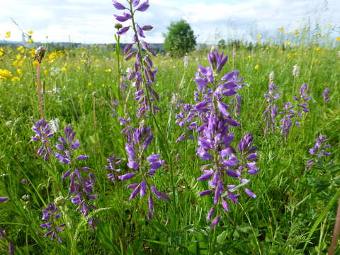 Image of Polygala comosa subsp. comosa