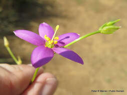 Image of Dwarf chironia