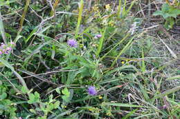 Слика од Cirsium vlassovianum Fisch. ex DC.