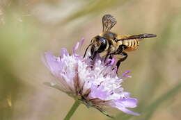 Imagem de Megachile melanopyga Costa 1863