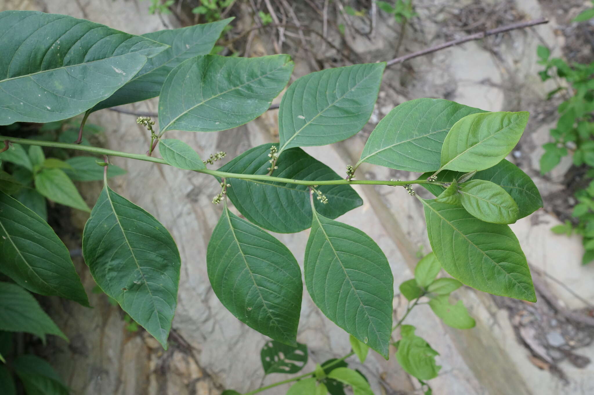 Image of Deeringia polysperma (Roxb.) Moq.