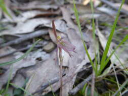 Image of Small Gnat-orchid