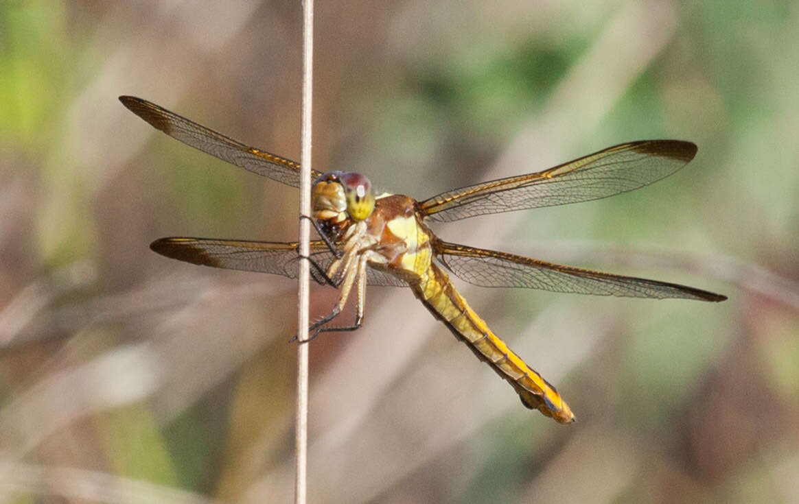 Image de Libellula flavida Rambur 1842