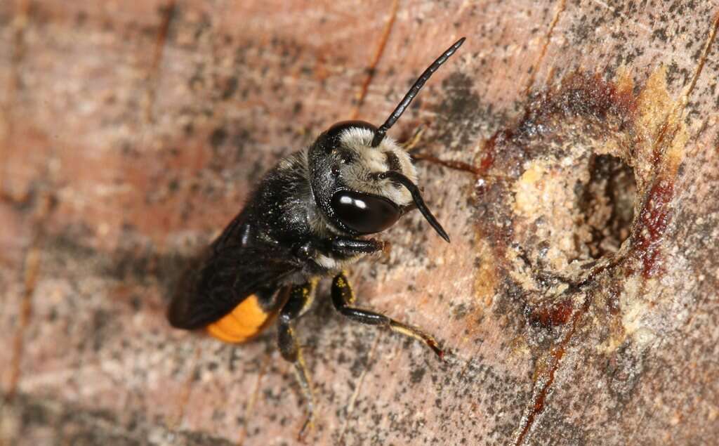 Imagem de Megachile mystaceana (Michener 1962)
