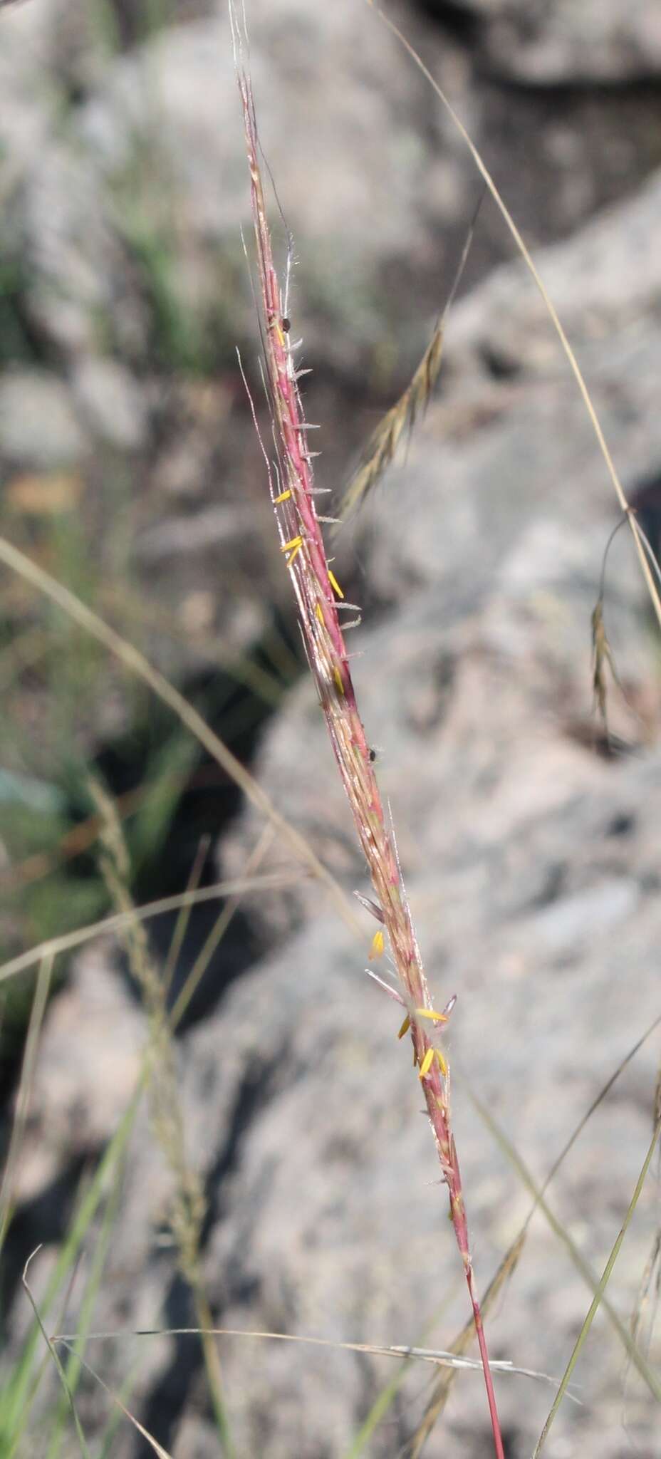 Imagem de Heteropogon melanocarpus (Elliott) Benth.