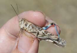 Image of Blue-legged Grasshopper