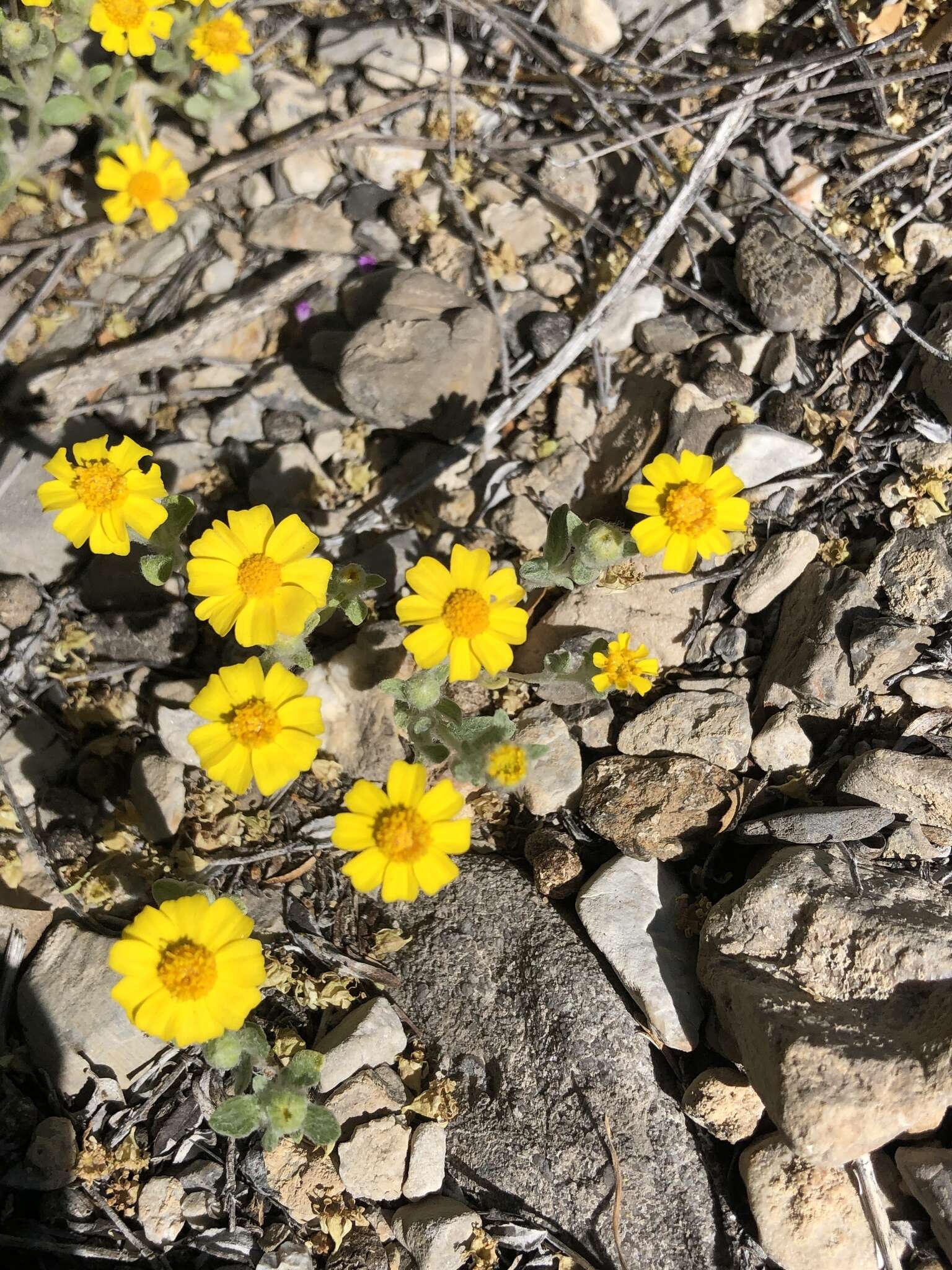 Image of <i>Eriophyllum <i>wallacei</i></i> subsp. wallacei