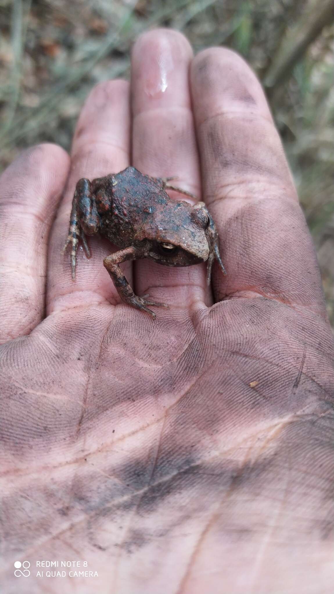 Image of Eleutherodactylus grandis (Dixon 1957)