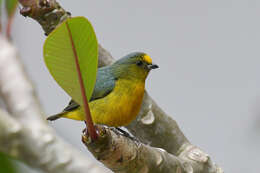 Euphonia mesochrysa Salvadori 1873 resmi