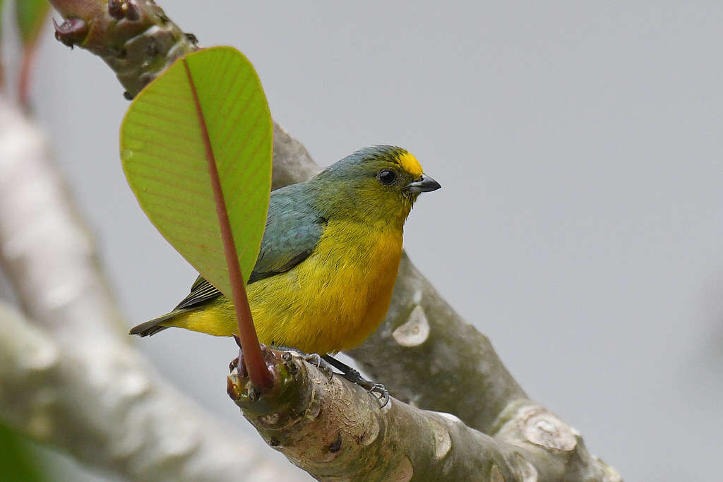 Euphonia mesochrysa Salvadori 1873 resmi