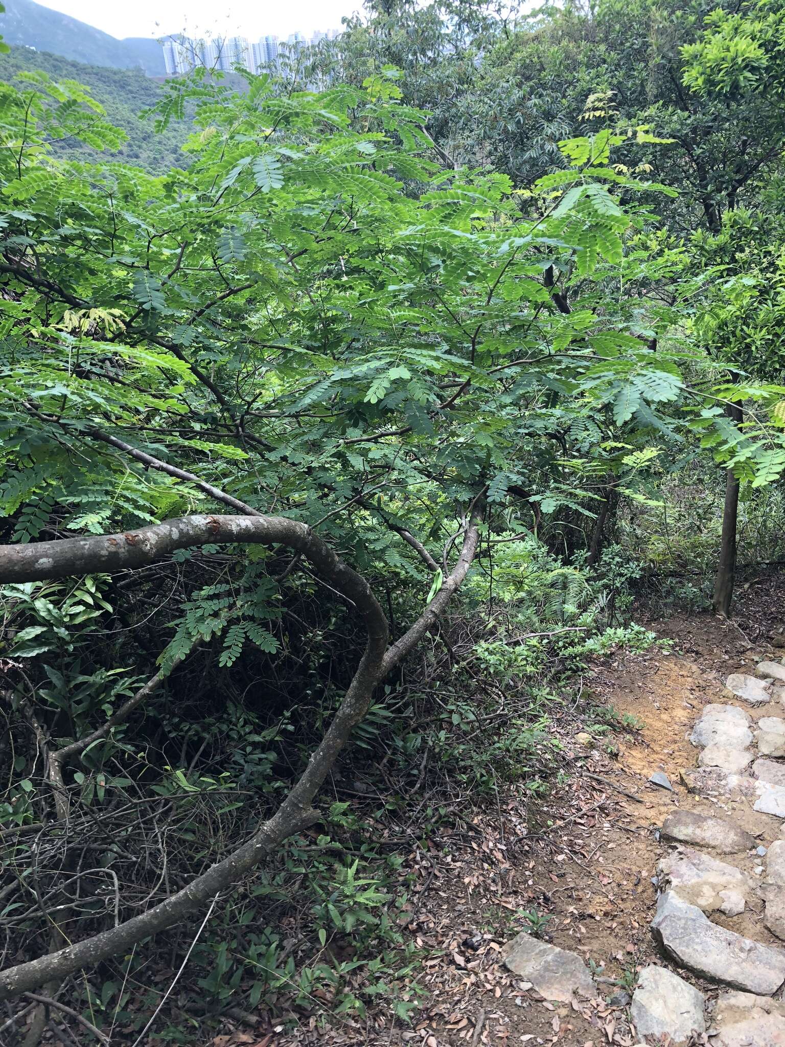 Imagem de Albizia corniculata (Lour.) Druce