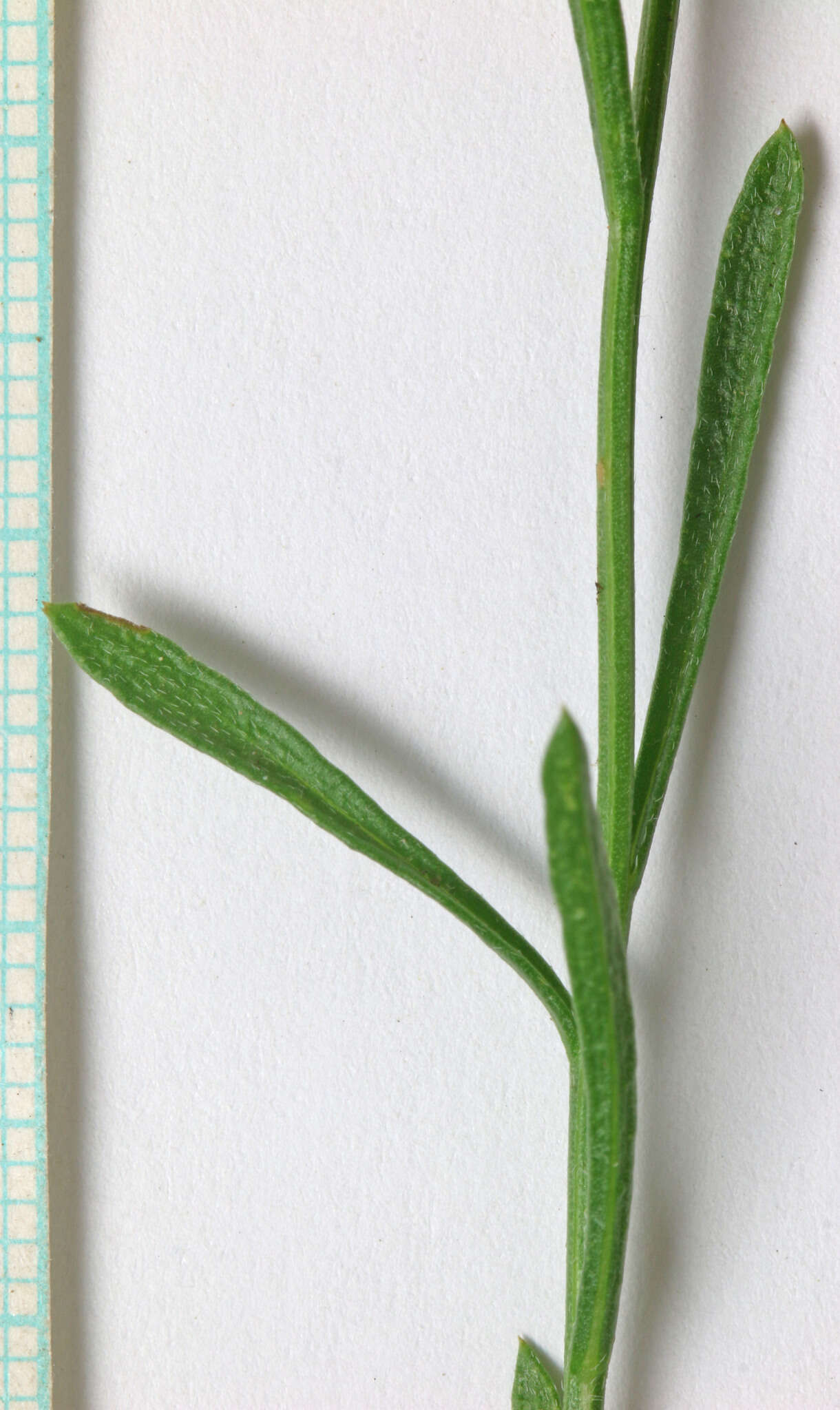 Image of sand fleabane