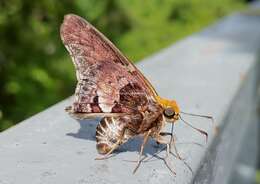 Image of Mercurial Skipper