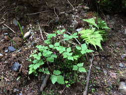 Image of Tiarella trifoliata var. trifoliata