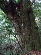 Image of Carpinus kawakamii Hayata
