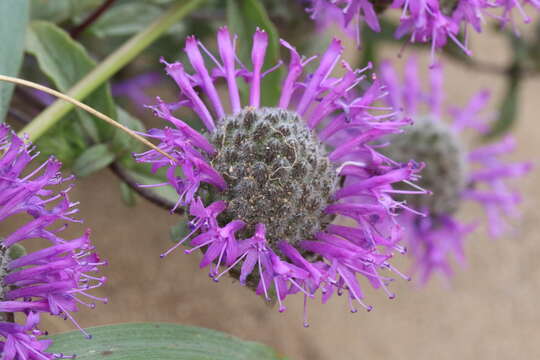 Monardella sinuata Elvin & A. C. Sanders的圖片