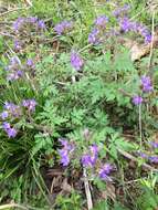 Phacelia bipinnatifida Michx. resmi