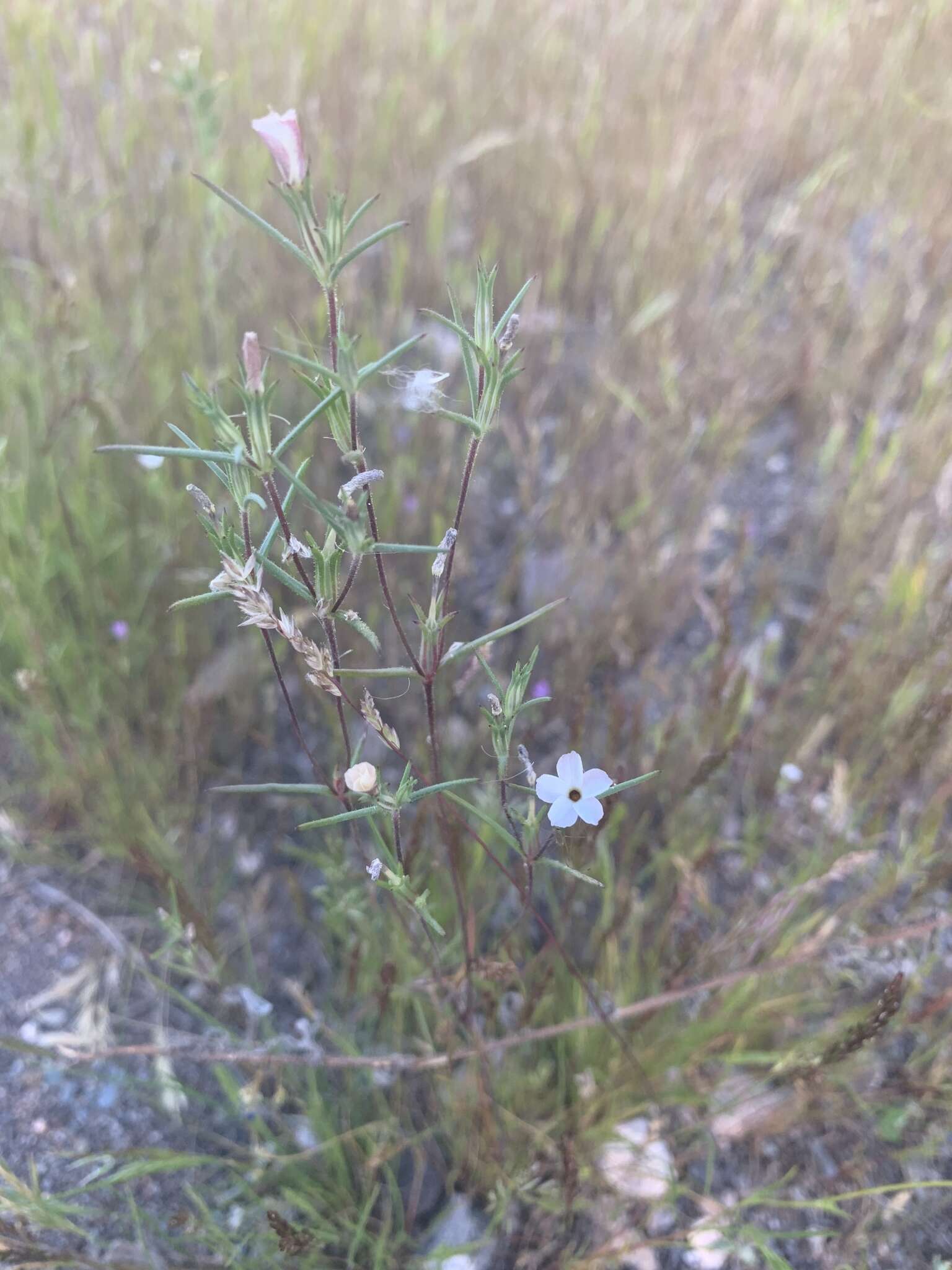 Image de Linanthus maricopensis J. M. Porter & R. Patt.