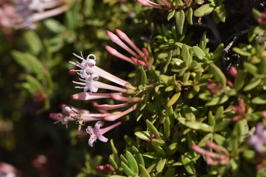 Image of Plocama calabrica (L. fil.) M. Backlund & Thulin