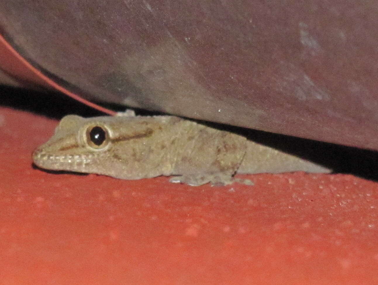 Image of Egyptian Gecko