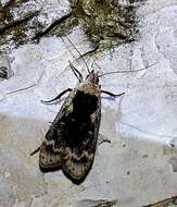 Image of birch sober