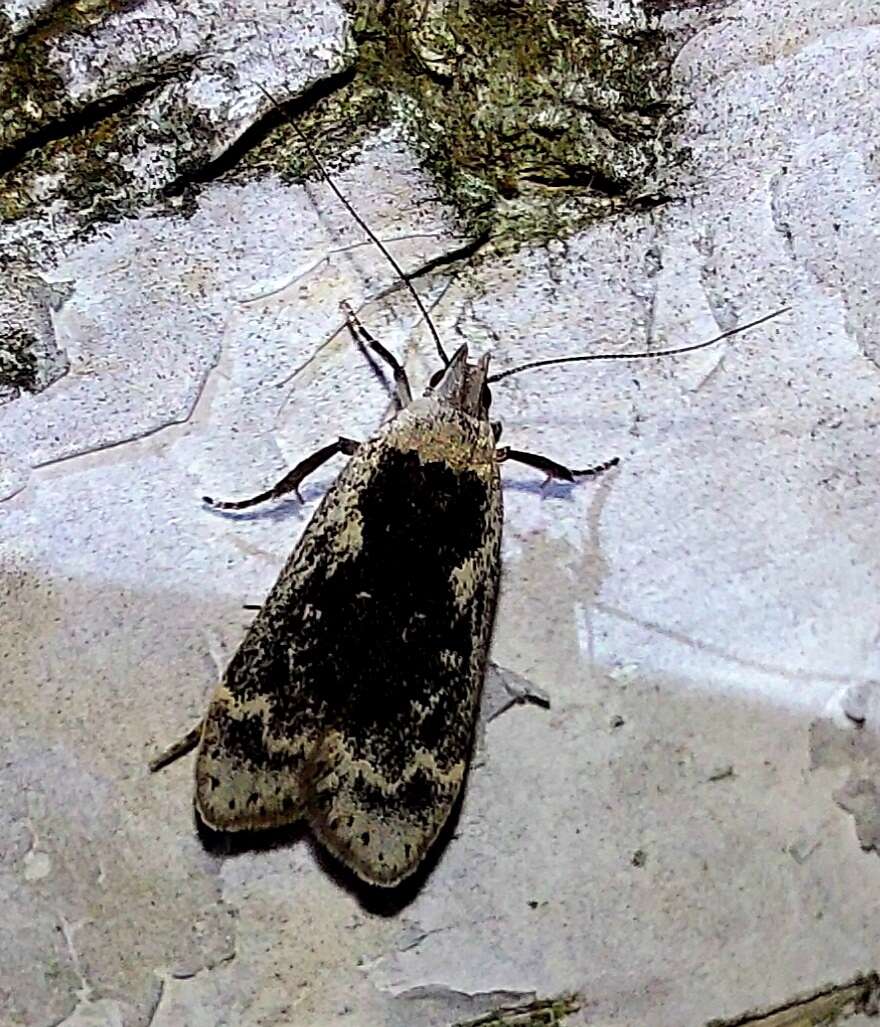 Image of birch sober