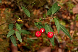 Image of Aristotelia peduncularis (Labill.) J. D. Hook.