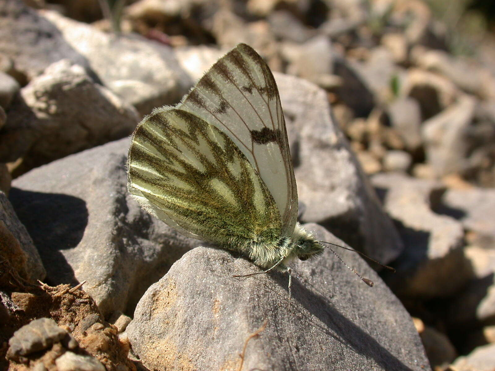 Image of Lofty Bath White