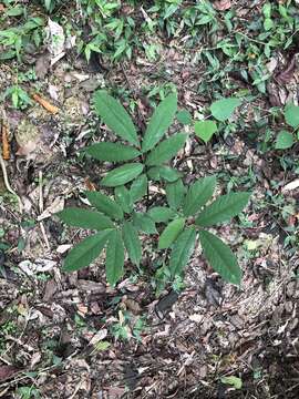 Слика од Millettia pachycarpa Benth.