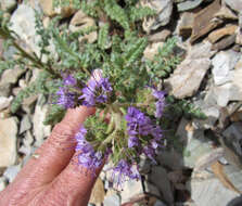 Image of glandular phacelia