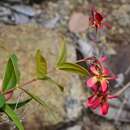 صورة Tetrapterys buxifolia Cav.