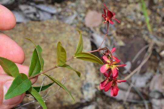 صورة Tetrapterys buxifolia Cav.