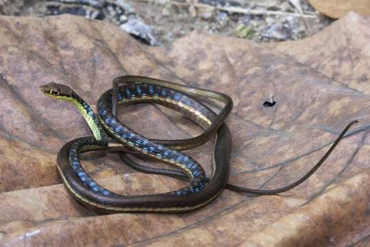 صورة Dendrelaphis haasi Van Rooijen & Vogel 2008