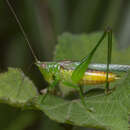 Слика од Conocephalus (Conocephalus) cognatus (Redtenbacher 1891)