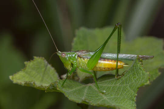 Слика од Conocephalus (Conocephalus) cognatus (Redtenbacher 1891)