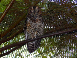 Image of Rufous-banded Owl