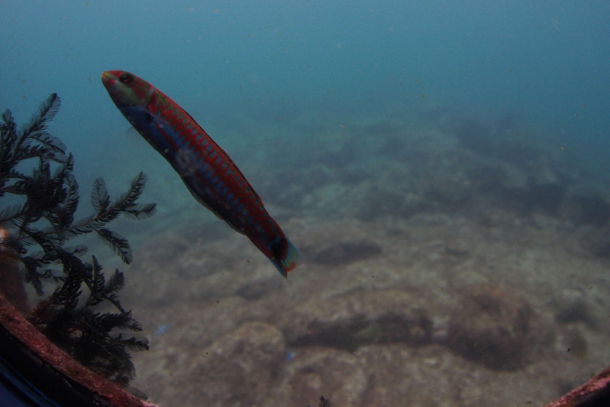 Image of Cupid wrasse