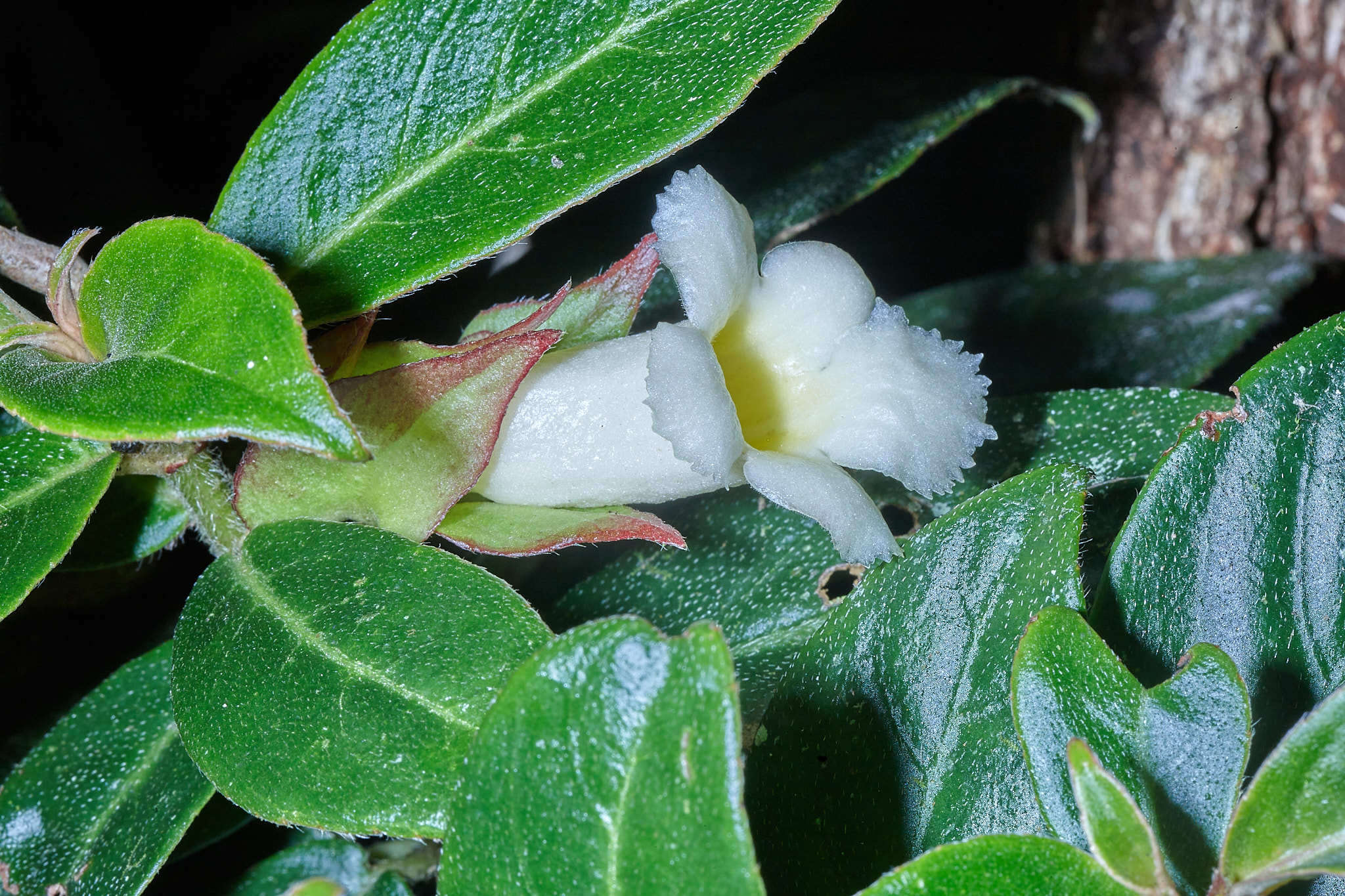 Imagem de Drymonia oinochrophylla (Donn. Sm.) D. N. Gibson