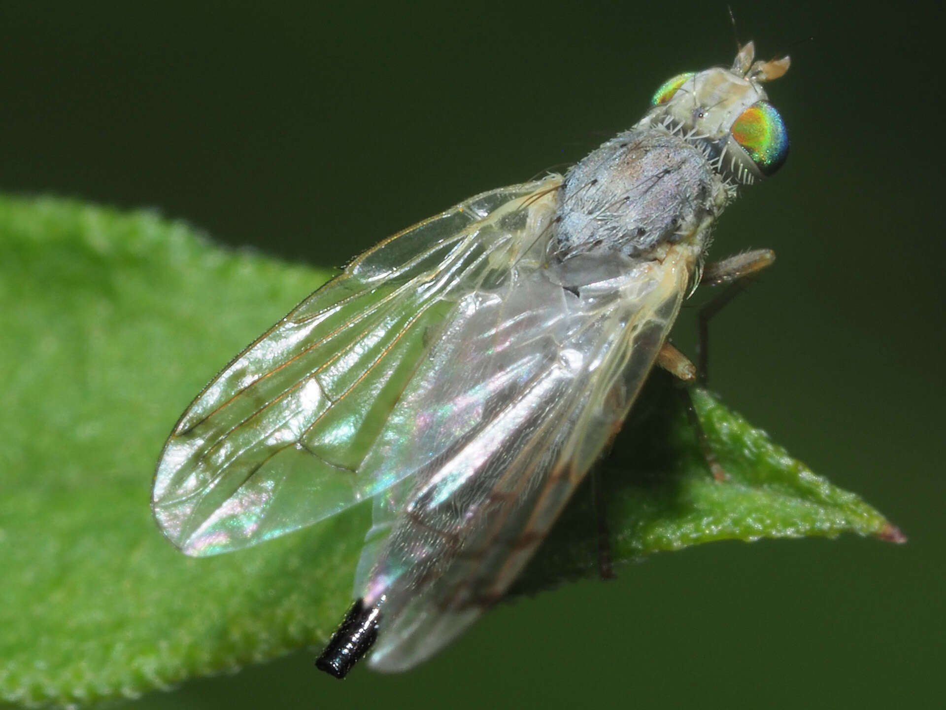 Image of Acanthiophilus helianthi (Rossi 1794)