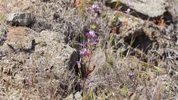 صورة Collinsia concolor Greene.