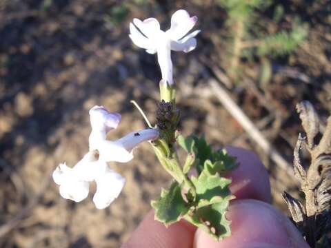 Imagem de Chascanum cuneifolium (L. fil.) E. Mey.