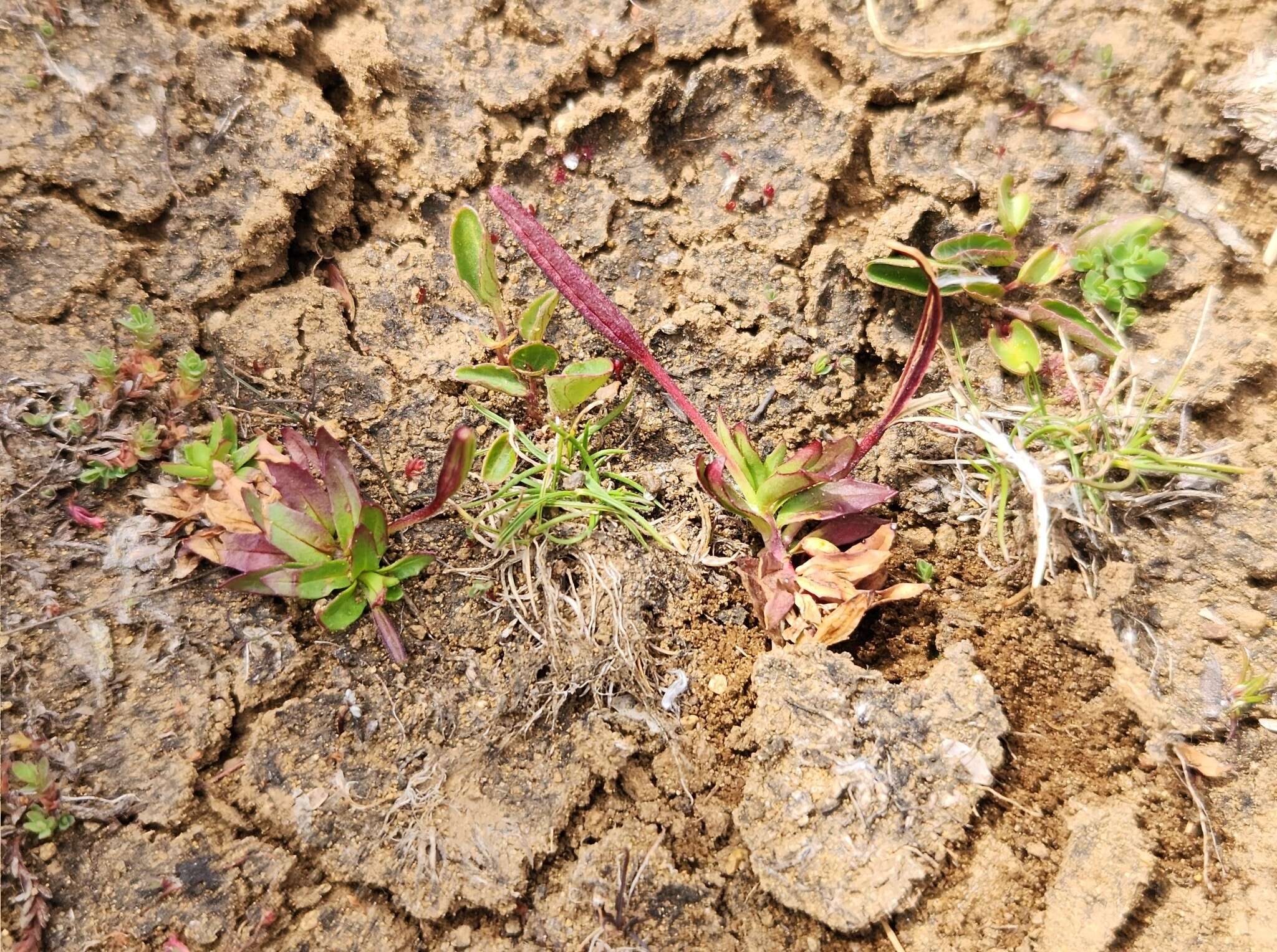 Image of Epilobium willisii Raven & Engelhorn