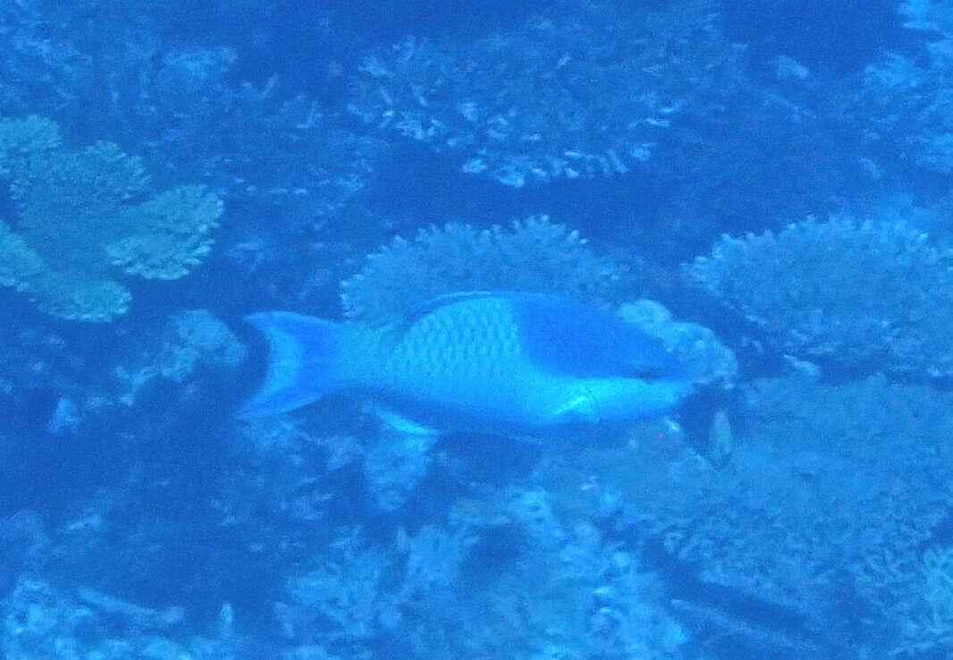 Image of Blue Parrotfish
